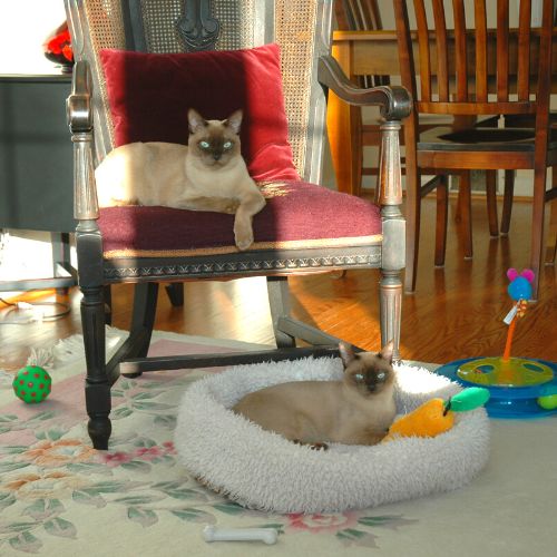 Cat clients lounging on chair and cat pillow - Pet Partners