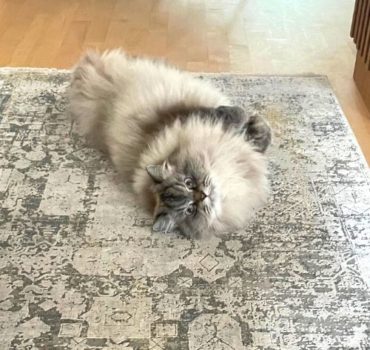 Cat relaxing and posing on carpet - Pet Partners