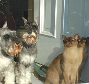 Cats and Dogs looking out the front door window - Pet Partners