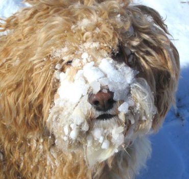 Dog client with snow face from digging - Pet Partners