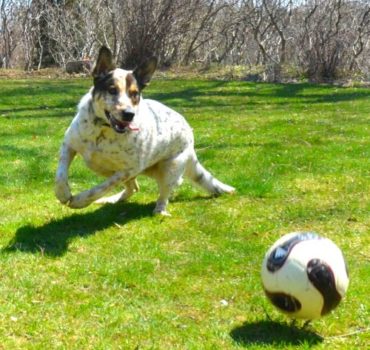 Dog playing with soccer ball on grass - Pet Partners