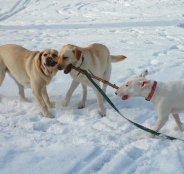 Dogs playing in the snow together - Pet Partners
