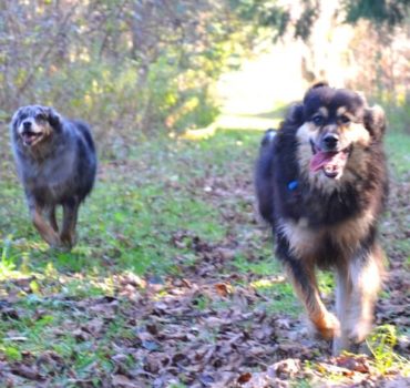 Dogs running and getting exercise - Pet Partners