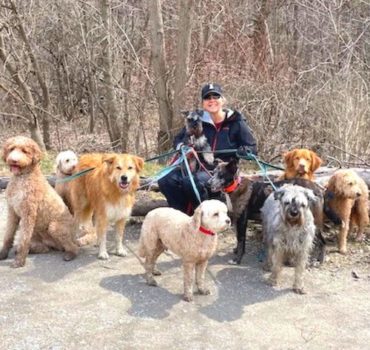 Pet Partners staff group walking dogs - dog pet care