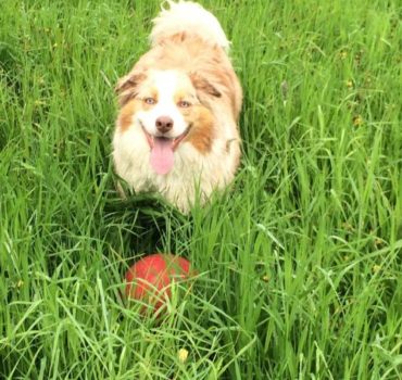 dog playing with red ball in the grass - Pet Partners
